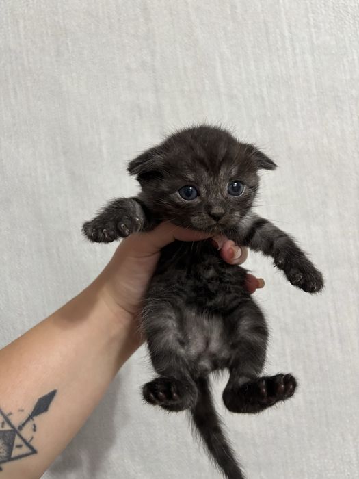 Отдам котят в доброе руки