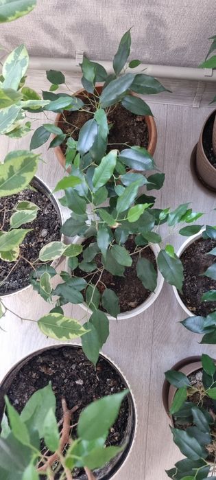 Продам Фикус Бенджамина