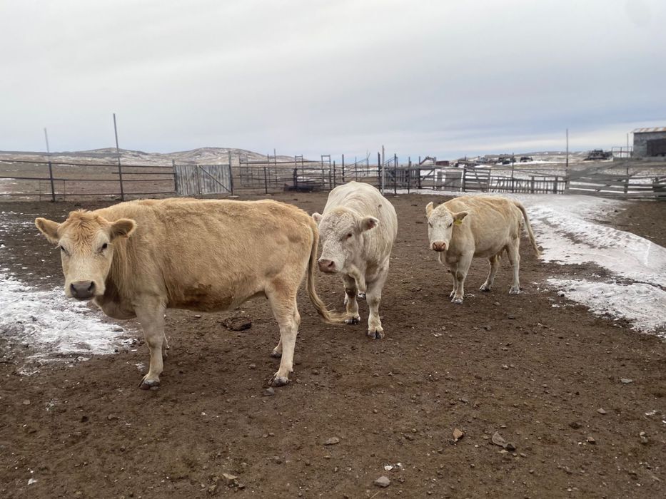 Әулиекөл тұқымды сиыр және бұқа