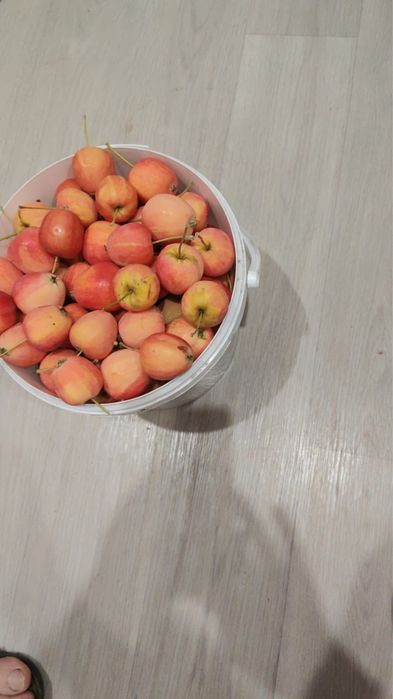 Яблочки ранетки дачные