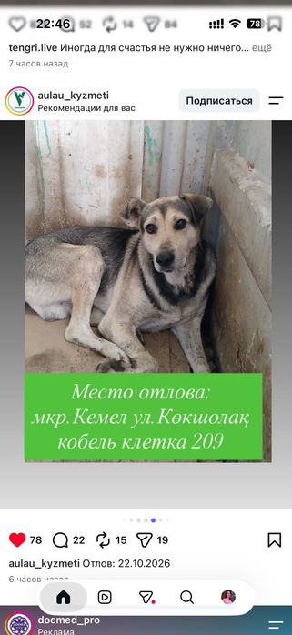 Отдам милые породистые собаки и дворовые