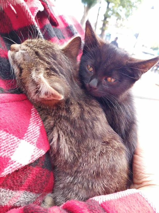 Котята, Мальчики! В добрые руки!