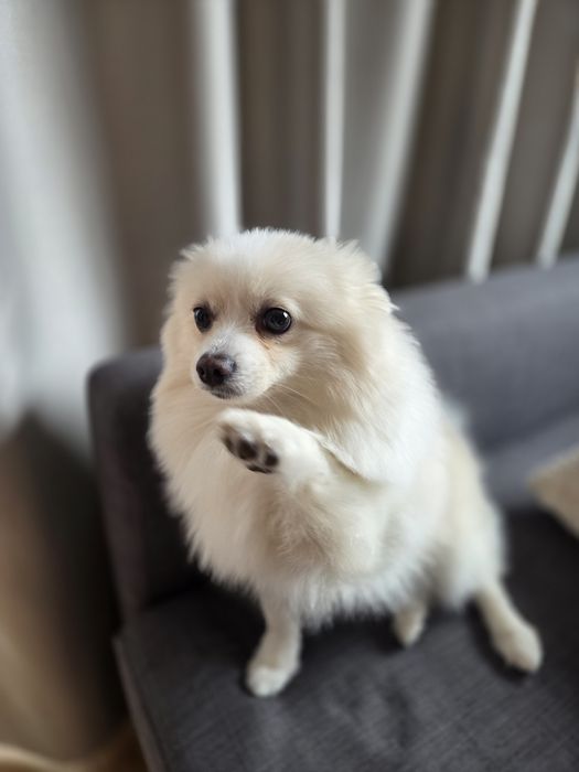 Мини шпиц търси любящ дом