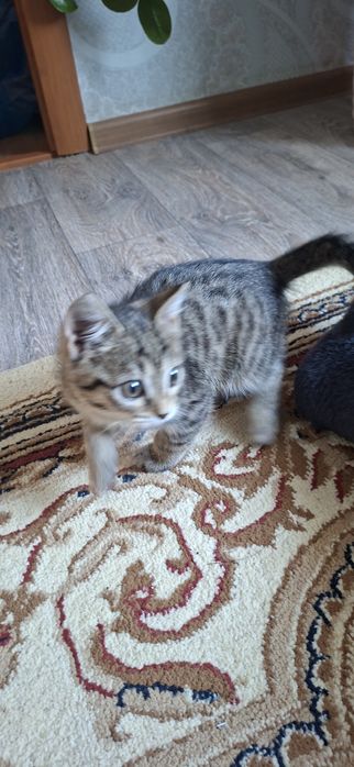 Котёнок мальчик добрый