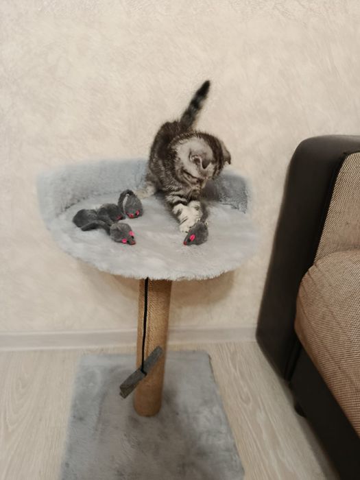 Продам котят скотишь фолд