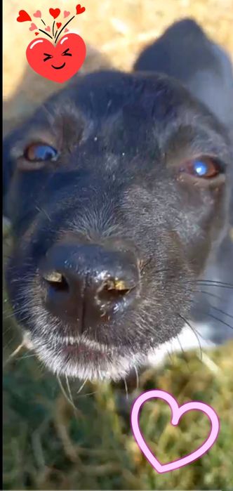 Пристройство животных