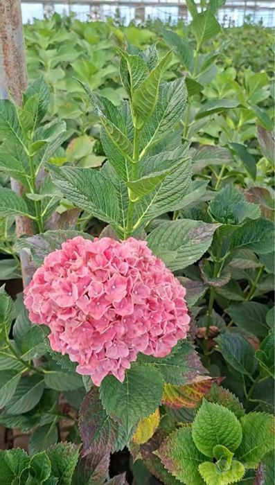 Gartenziya sotiladi