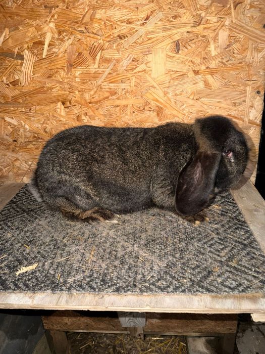 Iepuri Berbec German