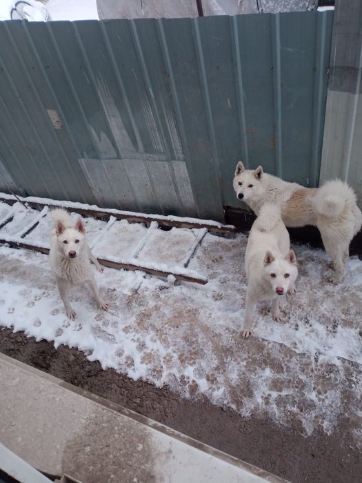Распродажа западно сибирских лаек