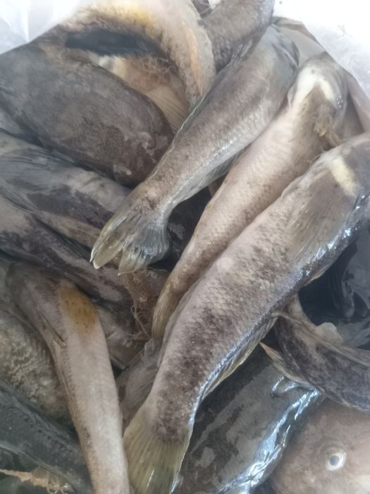 Раки свежие, бычки