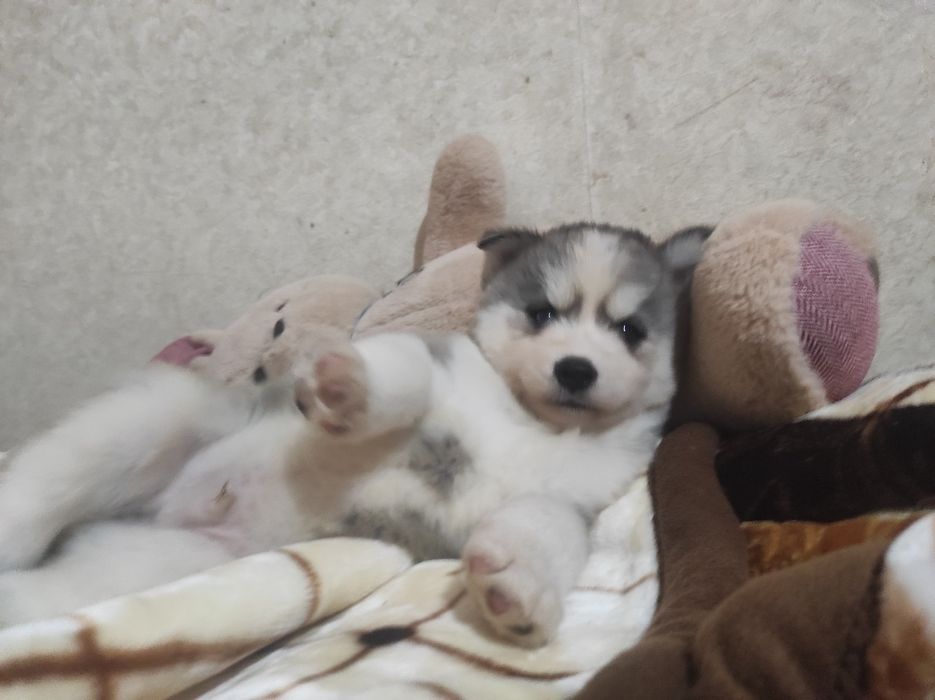 Передержка животных зоогостинеца! Большая любовь к вашим питомцам