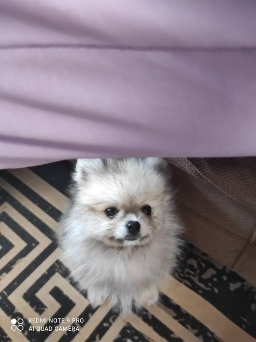 Девочка помераночка