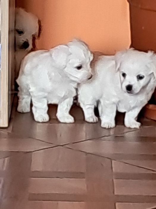 Catei frumoși și jucăuși