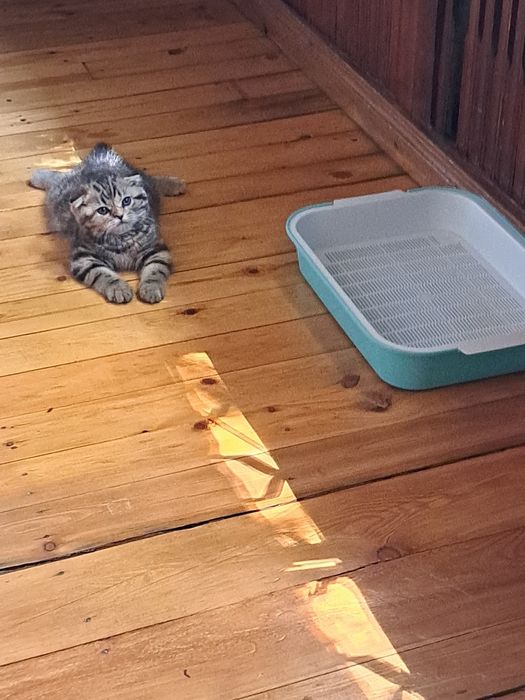 Скотиш фолд  девочка.