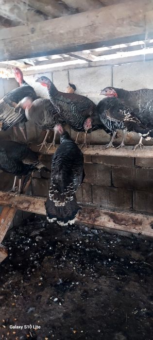 Продам домашних индюков молодые
