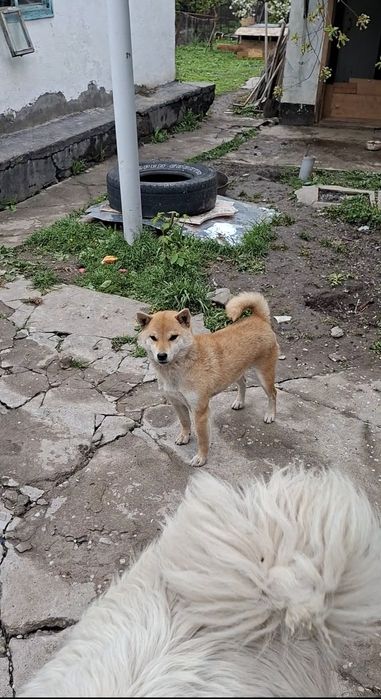 Продам Сиба-ину девочка