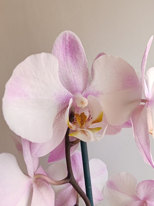 Орхидея фаленопсис