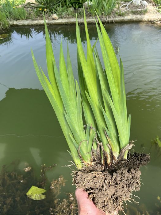 Plante de iaz, iris de balta, plutica, iarba broastei, papura pitica