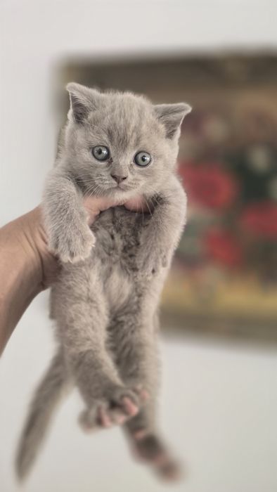 Pisicuțe british shorthaire și scotish fold