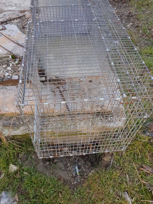 Vand custi chinchilla, iepuri, pasari