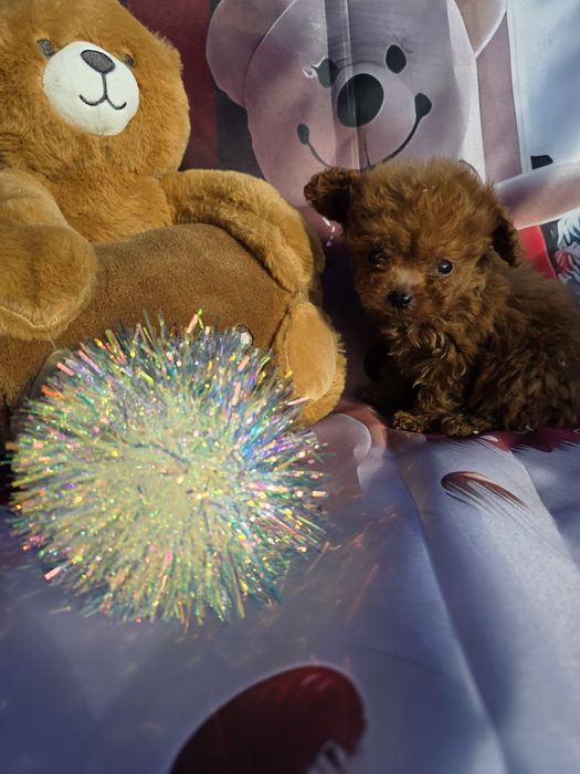 Резервирано !Пудел тийкъп момче