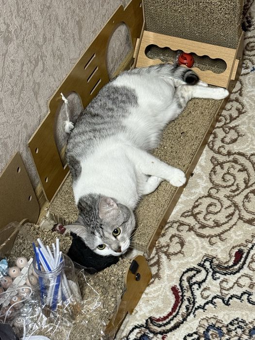 Отдам кота в хорошие руки