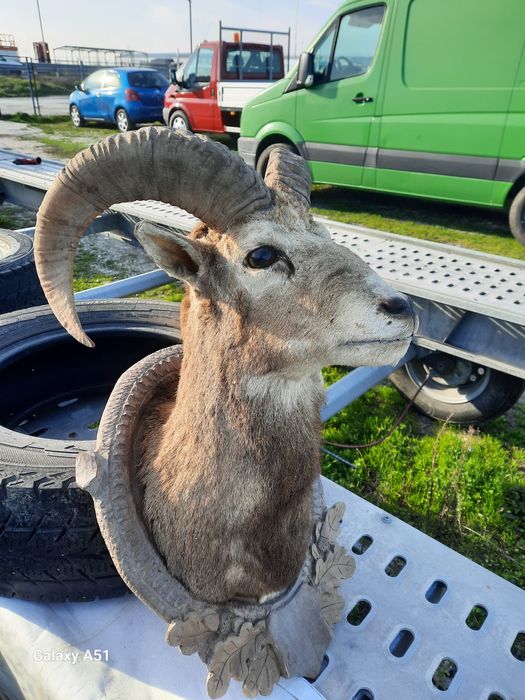 Трофей МУФЛОН...