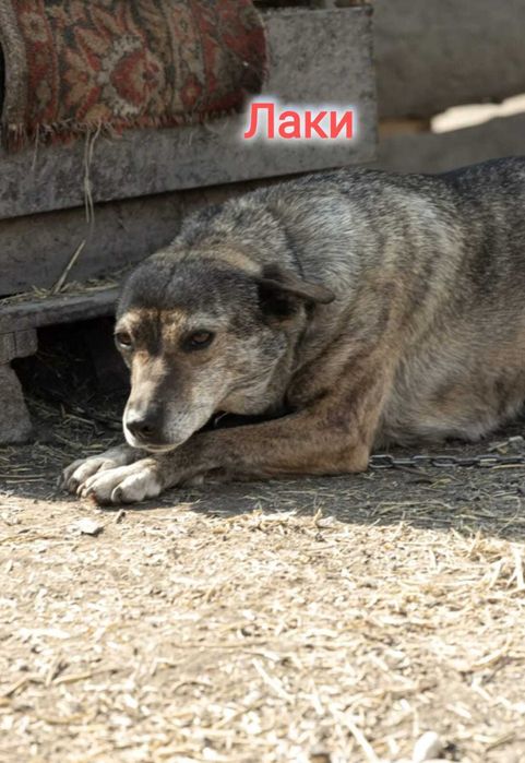 Дарю в добрые и ответственные руки