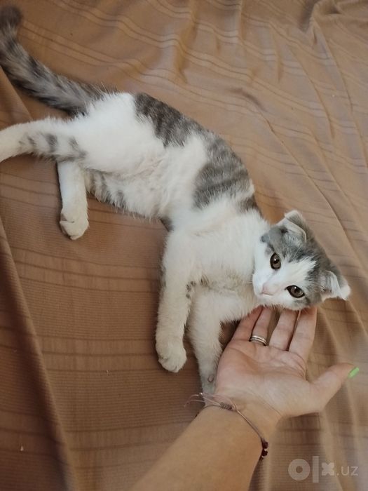 Продается веслаухий котенок