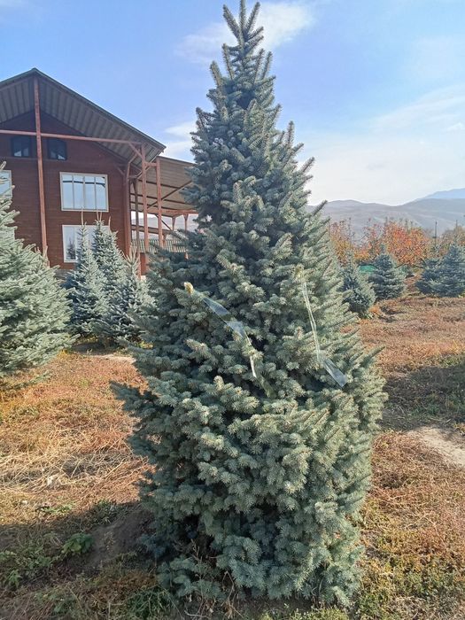 Голубые ёлки крупномер