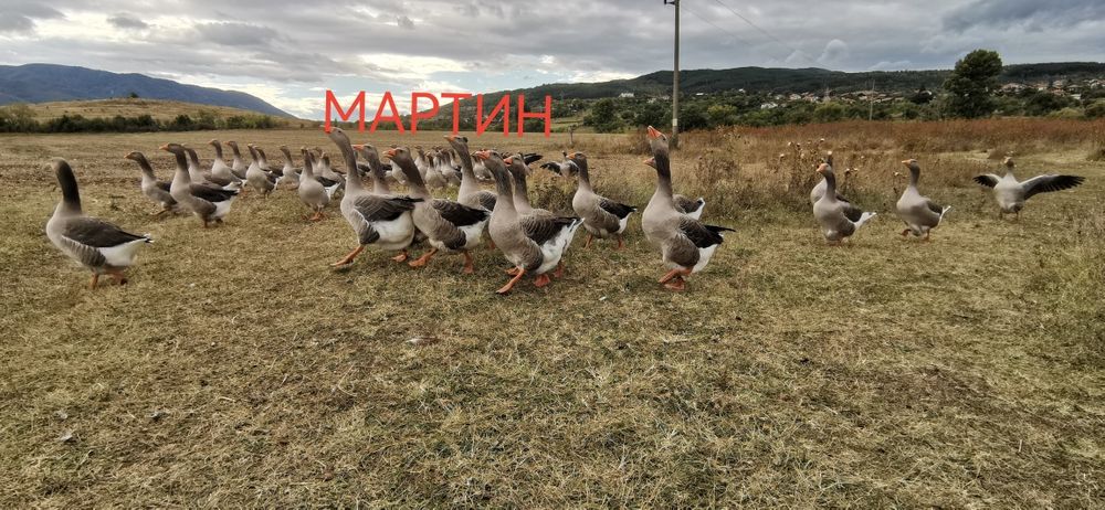 Яйца от гъски, гъши яйца