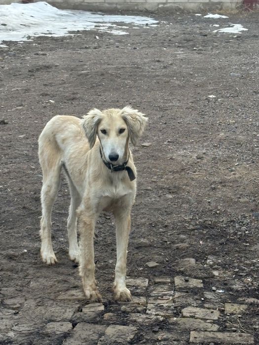 Құмай тазы 6 айлық