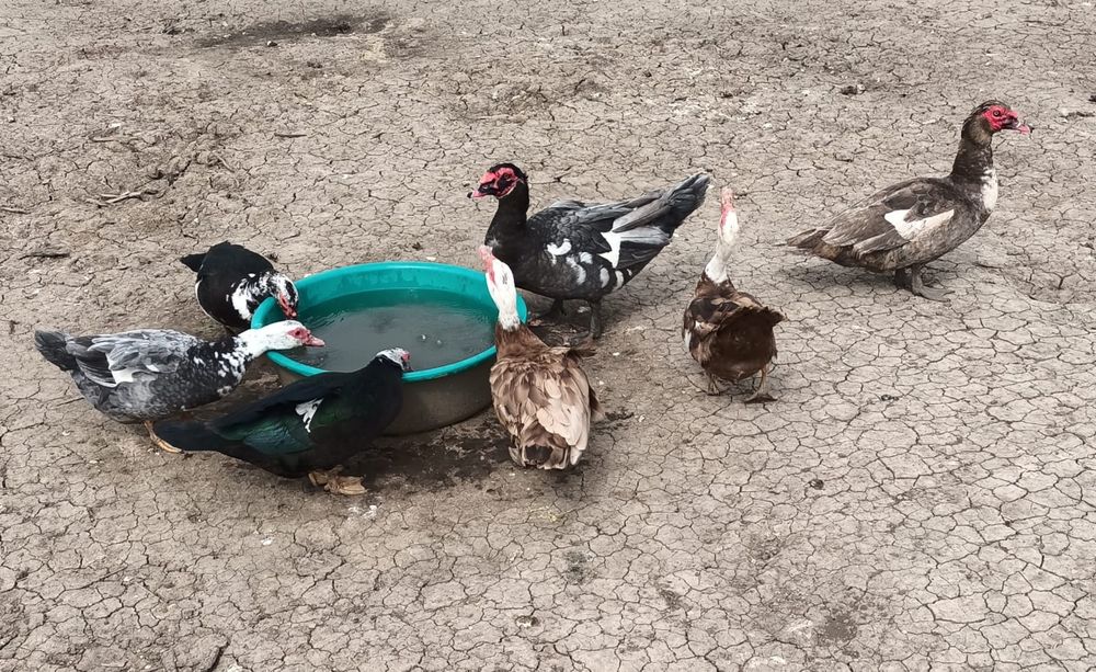 Oua rate leneșii mute