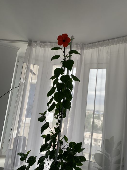 Китайская роза, 3 м высоты