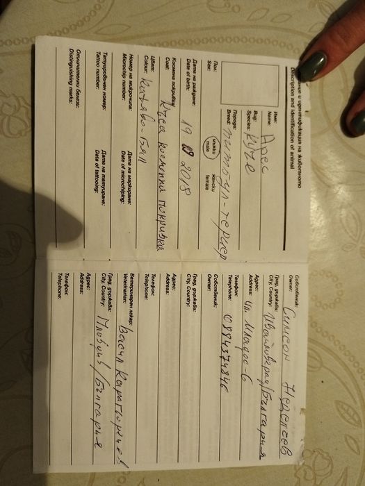 Подарявам куче питбул