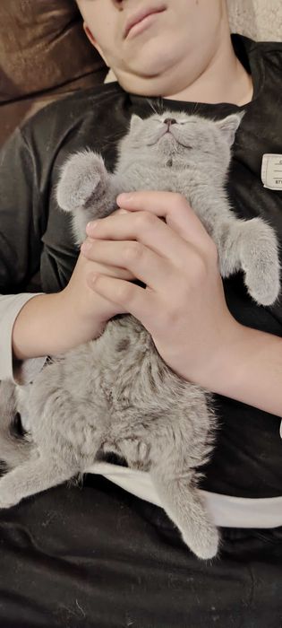 Прекрасни британчета