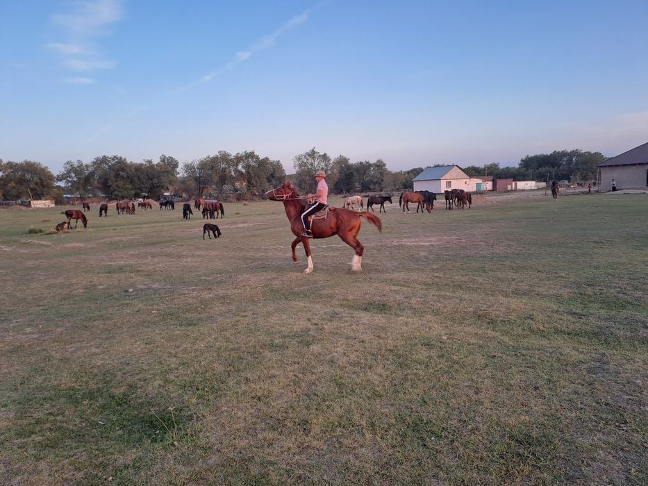 Айгыр сатам 6 жаста