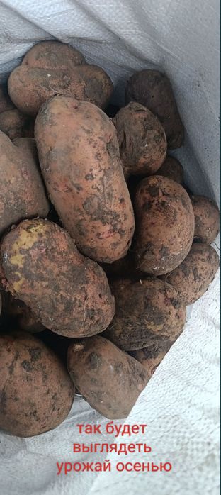 Семенной картофель