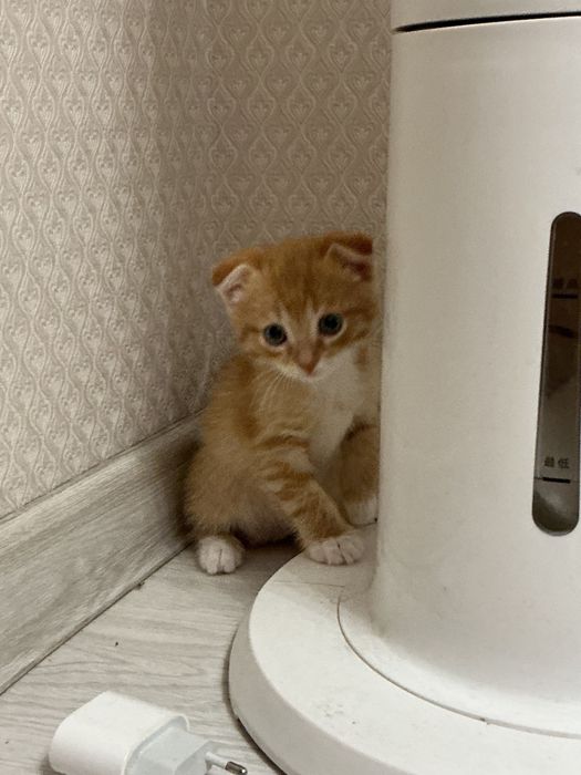 Котенок шотландский вислоухий