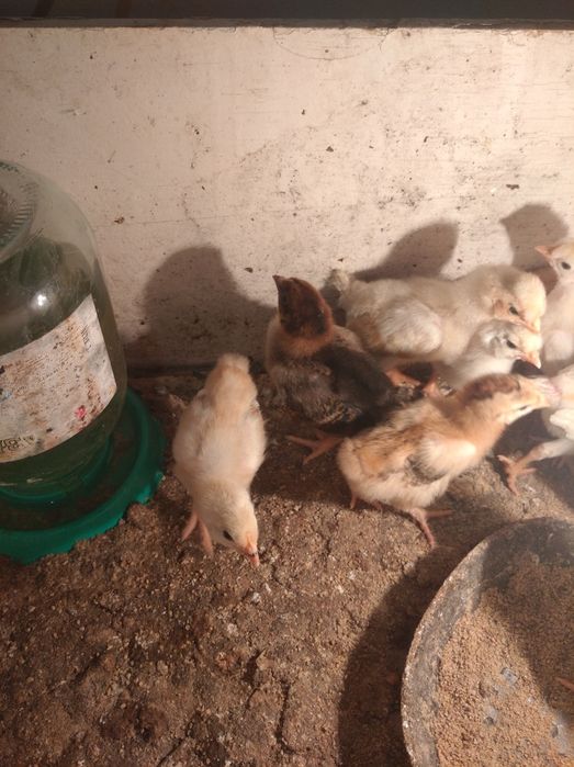 Цыплята домашние