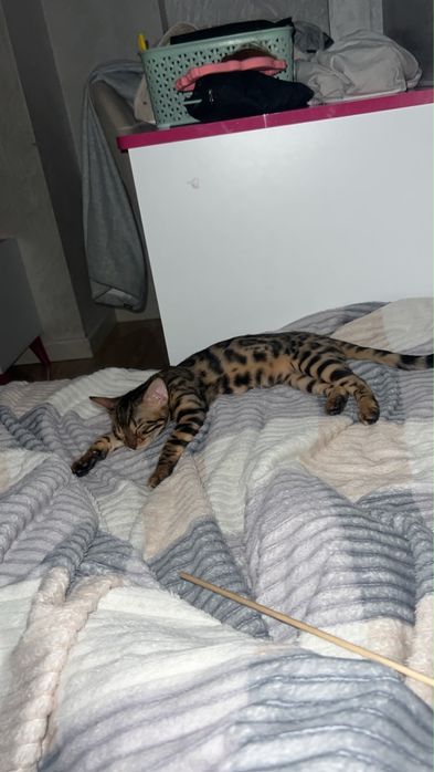 Котенок 4 месяца
