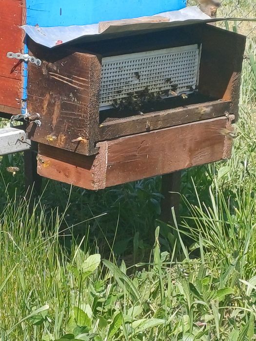 Vînd famili de albine pe 11 rame bine dezvoltate se pot pune magaziile
