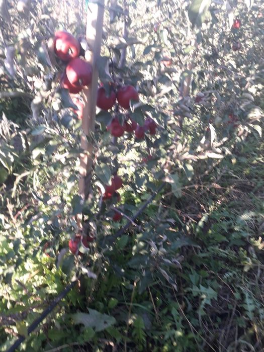 Suc de mere la pungi de 3 l