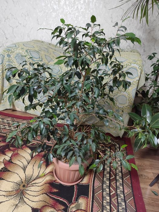 Фикус бенджамина