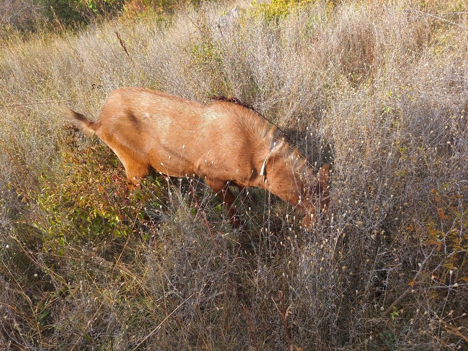 Vând țap de rasa