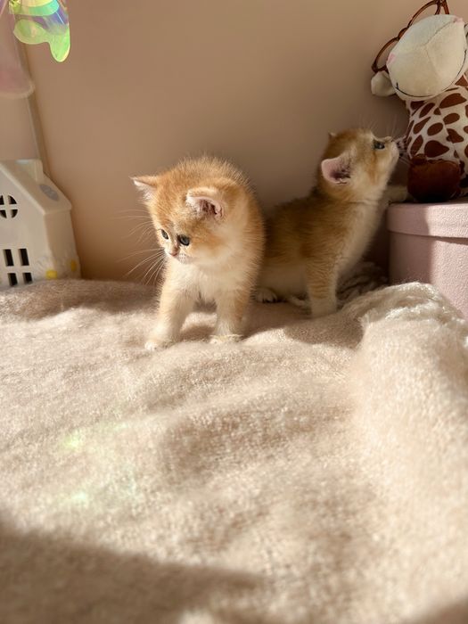 Котятa золoтыe шиншиллы для вас!