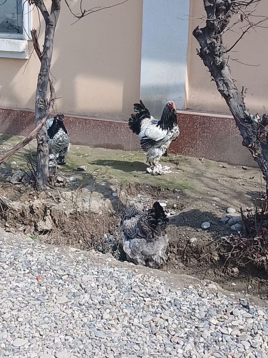 assalamu alekum andijonda tochkalik tomniy puxlar jojalari sotiladi