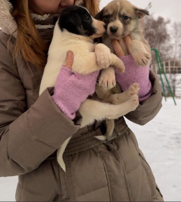 Продается щенки метисы хаски и овчарка