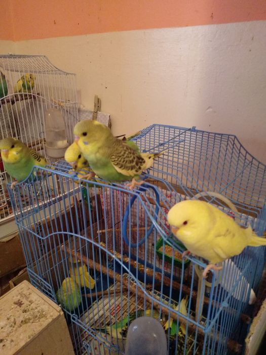 Peruși crescuți liberi