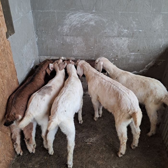 Vând iezi anglonubieni